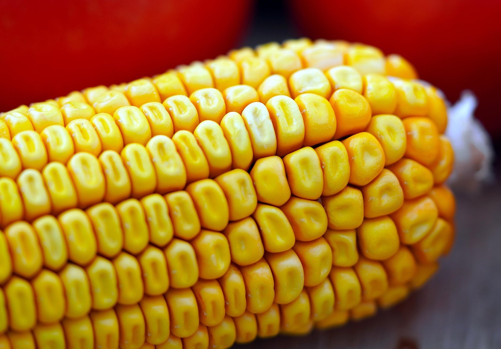 Premium Maize Export