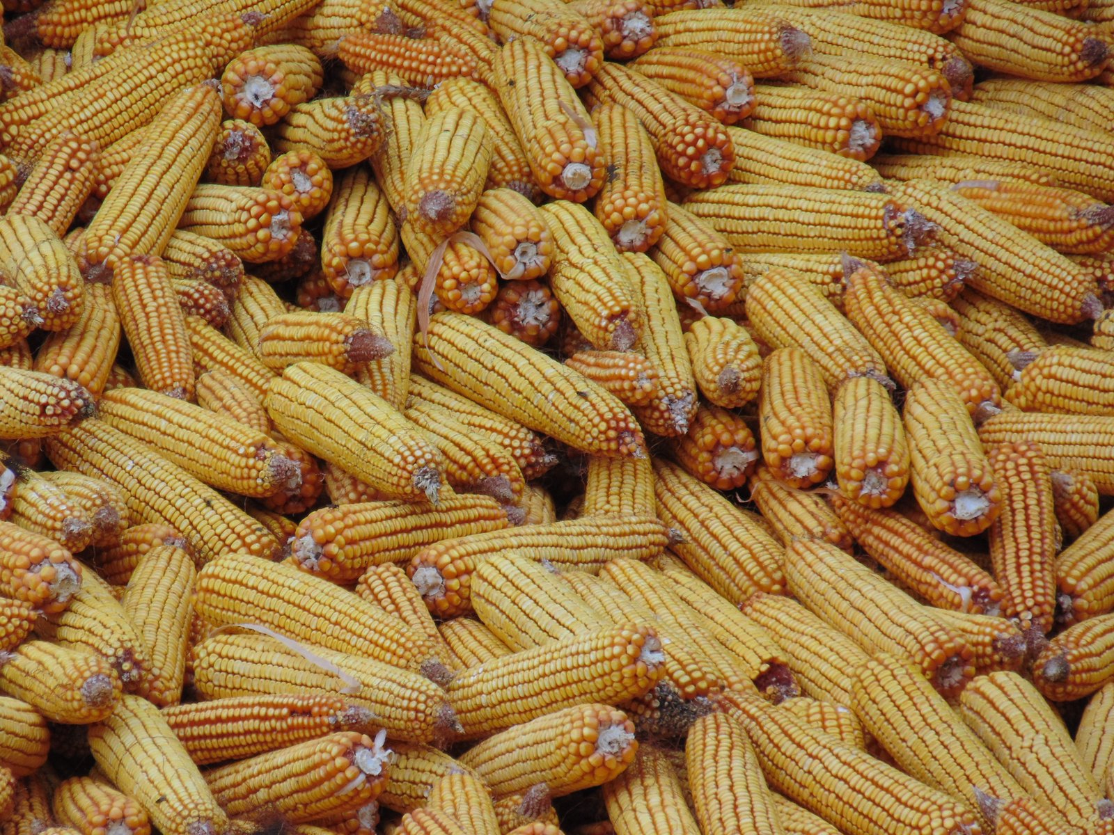 Maize View 2