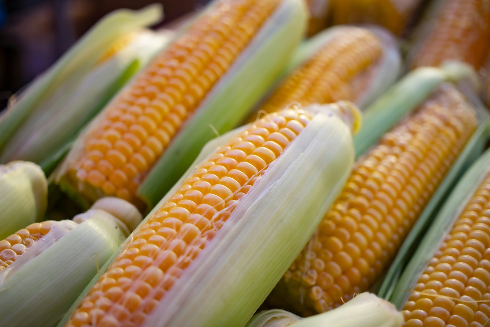 Maize on the Cob