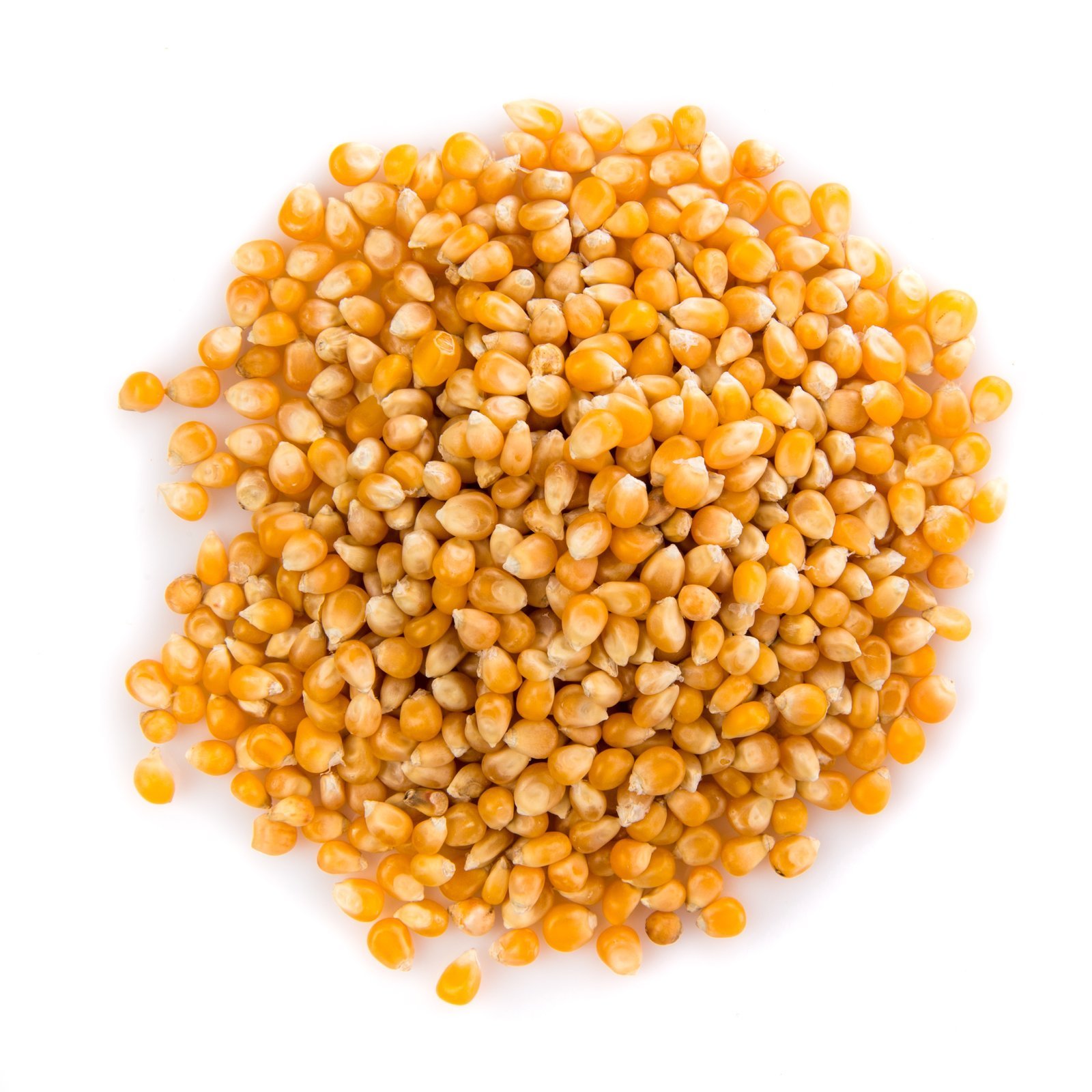 Premium Maize Export